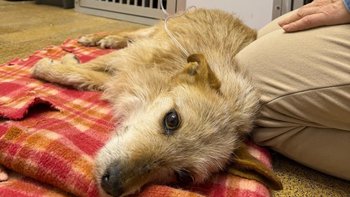 Zbiórka Babeszjoza! 3 życia na krawędzi! - miniaturka zdjęcia