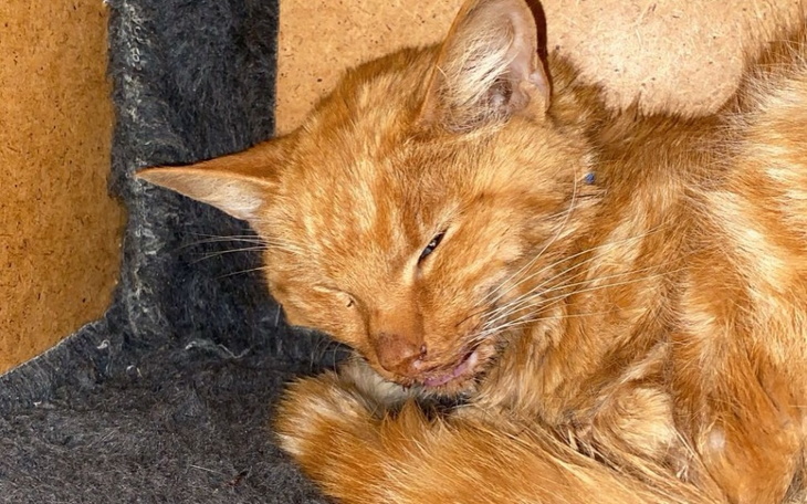 Zbiórka pomóżcie mi ratować moją kicie - zdjęcie główne