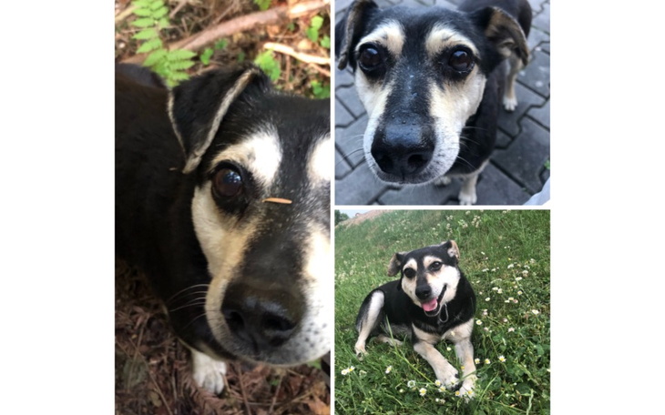 Zbiórka Leczenie Scoobiego - zdjęcie główne