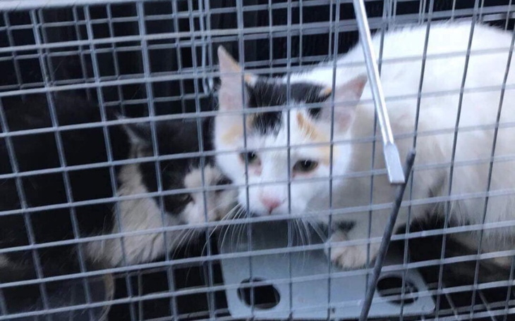 Zbiórka Utrzymanie i leczenie 22 kotów - zdjęcie główne