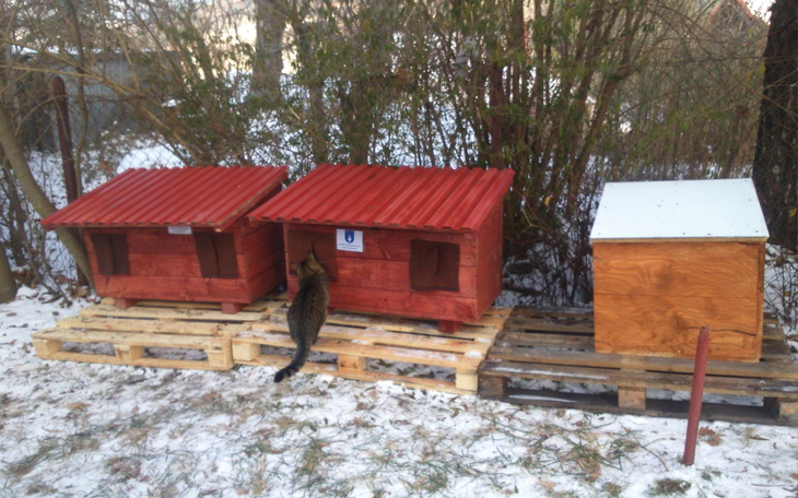 Zbiórka Dla kotów z Krynicy-Zdroju - zdjęcie główne