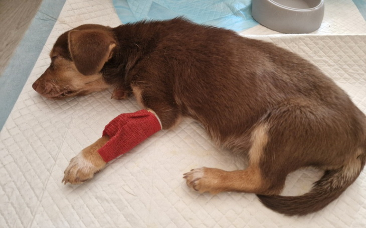 Zbiórka Ratunek znalezionych szczeniaków - zdjęcie główne