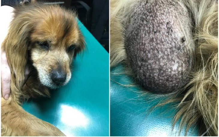 Zbiórka Starość, samotność i ogromy guz - zdjęcie główne