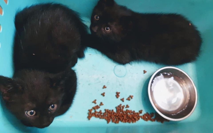 Zbiórka Utrzymanie zwierzaków w dt - zdjęcie główne