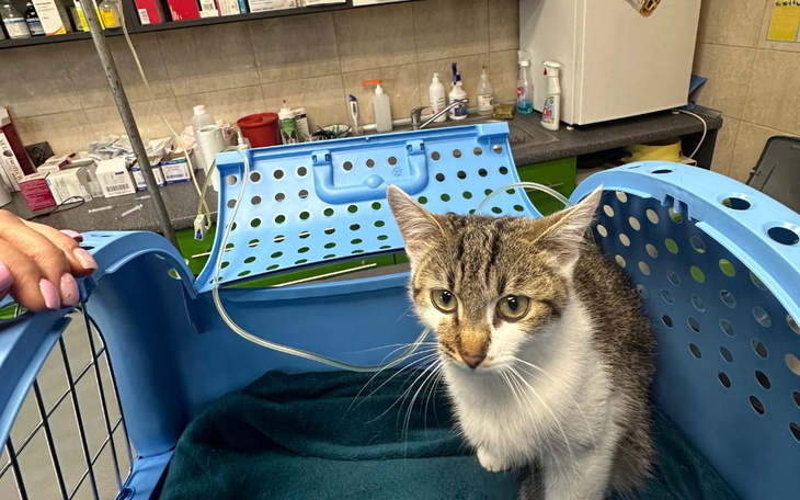 Zbiórka Patryś - historia bez happy endu - zdjęcie główne