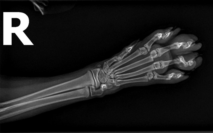 Zbiórka Złamana łapka Szymona - zdjęcie główne