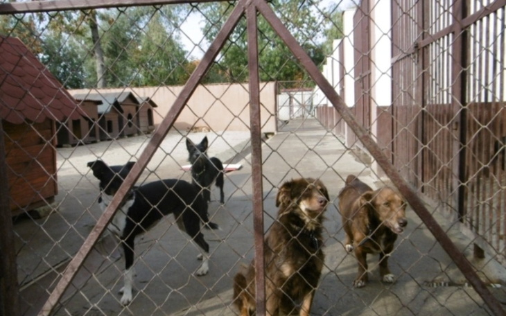 Zbiórka Pełne miski - schronisko Gniezno - zdjęcie główne