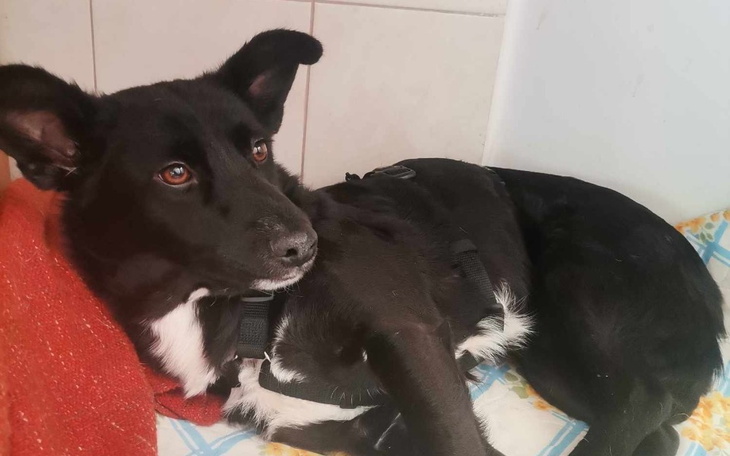 Zbiórka Skrzywdzony pies ze schronu - zdjęcie główne