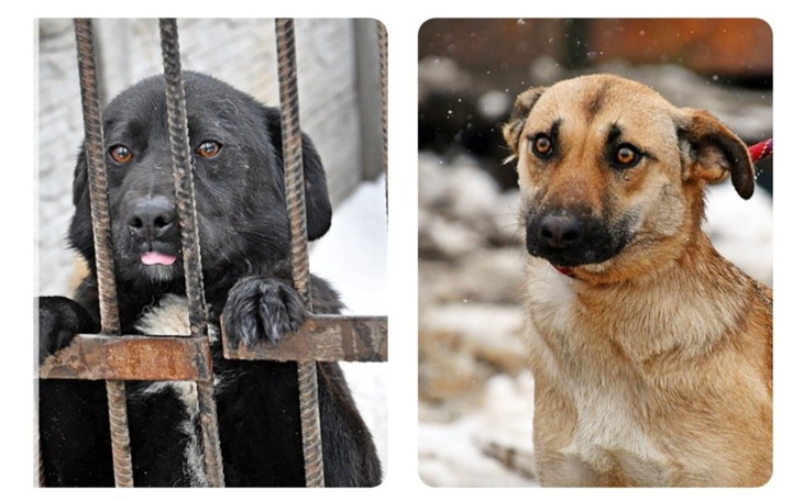 Dwa psy w schronisku, jeden czarny, drugi brązowy, czekają na adopcję.