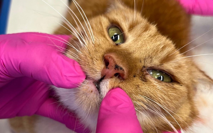 Weterynarz bada kota z pomarańczowym futrem.