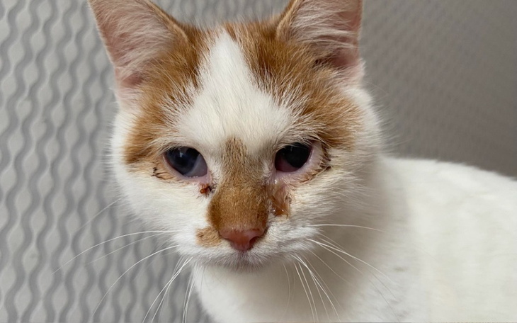 Zbiórka Podwójne nieszczęście... - zdjęcie główne