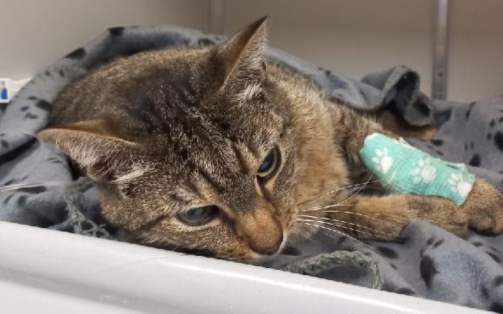 Zbiórka Ocalić kotka Miśka PILNAoperacja - zdjęcie główne