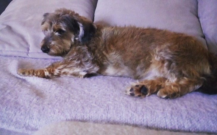 Zbiórka Na sparaliżowanego pieska - zdjęcie główne