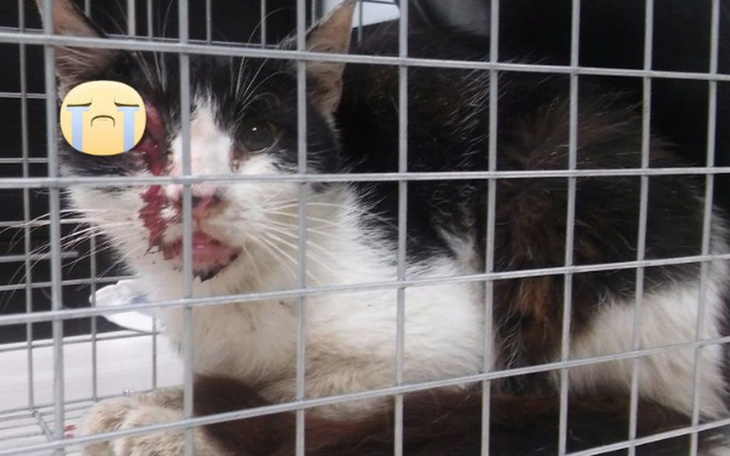 Zbiórka Lilka z amputowanym oczkiem - zdjęcie główne