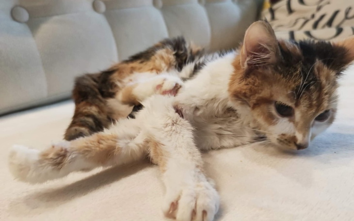 Zbiórka BoniChceŻyćPOMÓŻ Błagam - zdjęcie główne