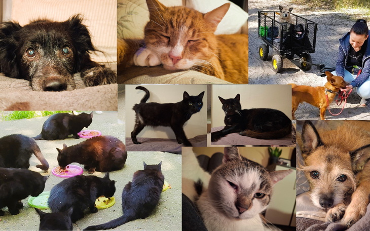 Kolaż zdjęć zwierząt, w tym kotów i psów, w różnych sytuacjach.
