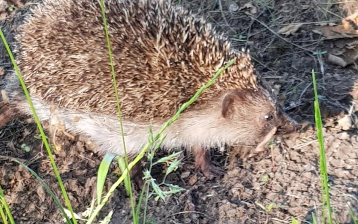 Zbiórka Pomoc dla zwierząt małych - zdjęcie główne