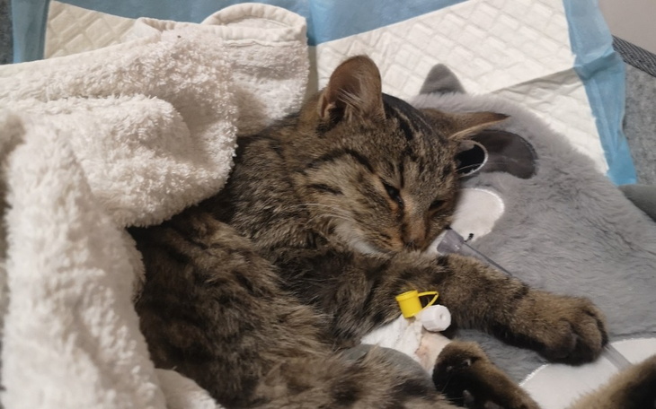 Zbiórka Maciuś chce żyć pokonamy FIP - zdjęcie główne