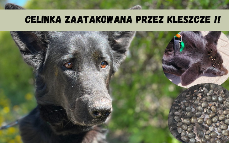 Zbiórka Celinka kontra kleszcze - zdjęcie główne