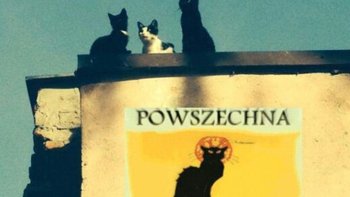 Zbiórka 100% na kastrację kotów i psów - miniaturka zdjęcia