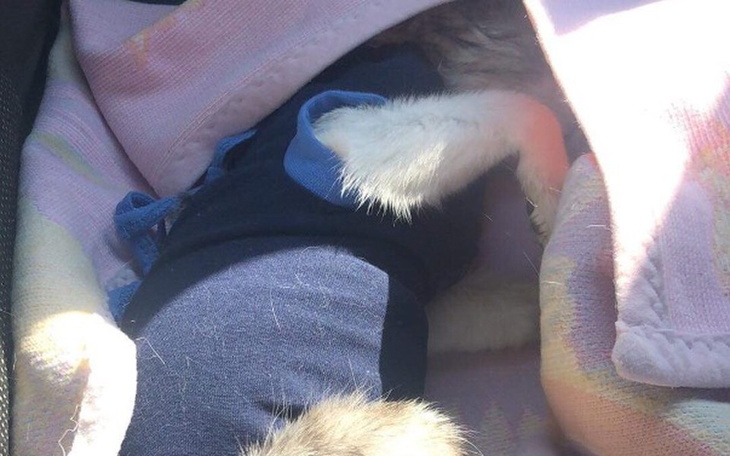 Zbiórka Zbiórka na schronisko w Gdańsku - zdjęcie główne