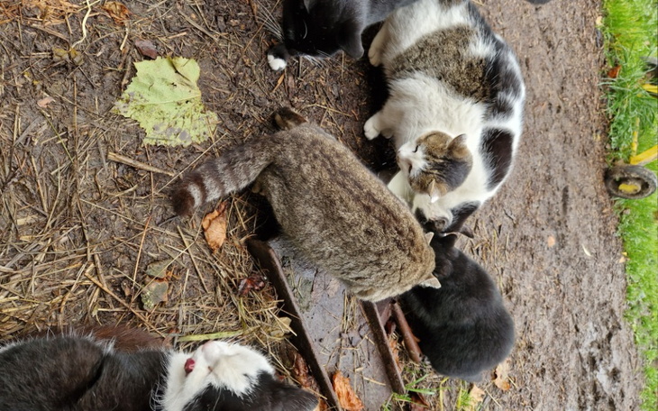 Zbiórka kotków i piesków karma - zdjęcie główne