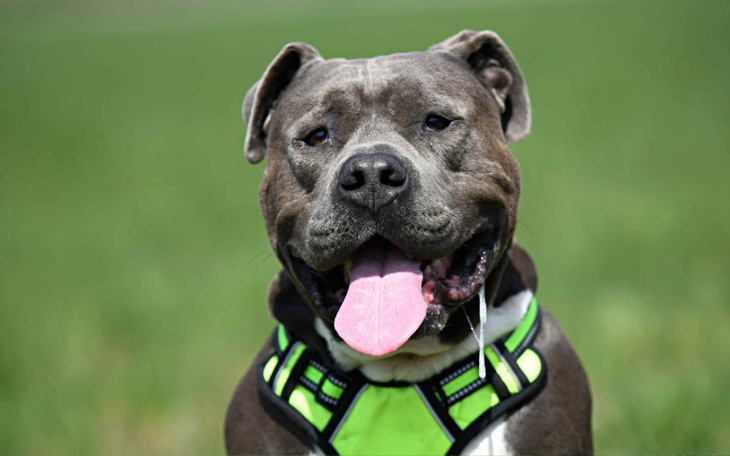 Zbiórka Na operację Mago - zdjęcie główne