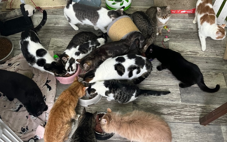 Zbiórka Pomóż w utrzymaniu Kociego Azylu - zdjęcie główne