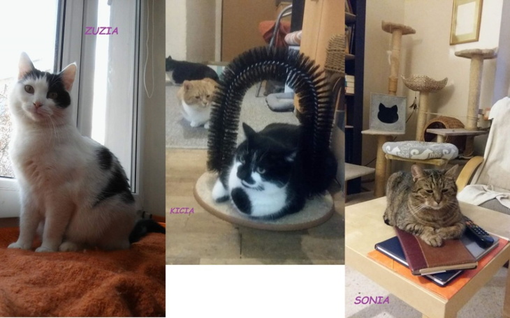 Zbiórka Na leczenie Zuzi, Kici i Soni - zdjęcie główne