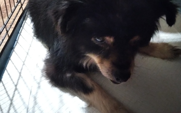 Zbiórka Wsparcie dla psów i kotów - zdjęcie główne