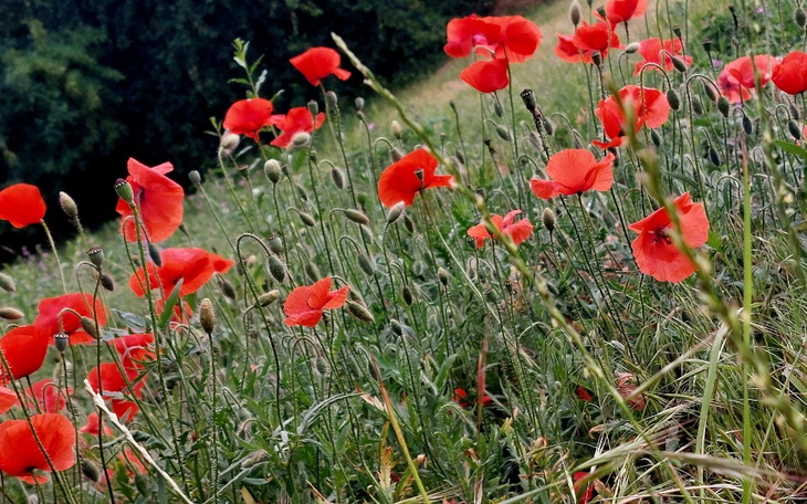 Zbiórka Nasze miejsce na ziemi 06 - zdjęcie główne