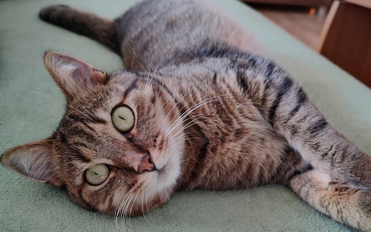 Zbiórka Na ratunek Szyszy - zdjęcie główne