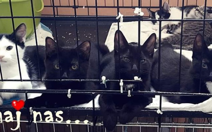 Zbiórka Malborskie Stowarzyszenie - zdjęcie główne