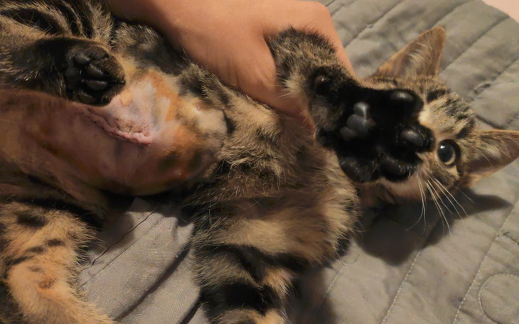 Zbiórka Kokos zbiera na FV za operację - zdjęcie główne