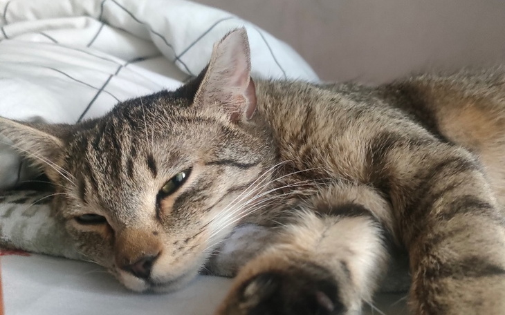 Zbiórka Na leczenie Zenka domowego kota - zdjęcie główne