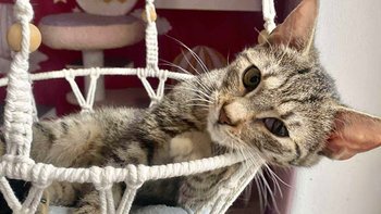 Zbiórka Luty - utrzymanie kociego domu - miniaturka zdjęcia