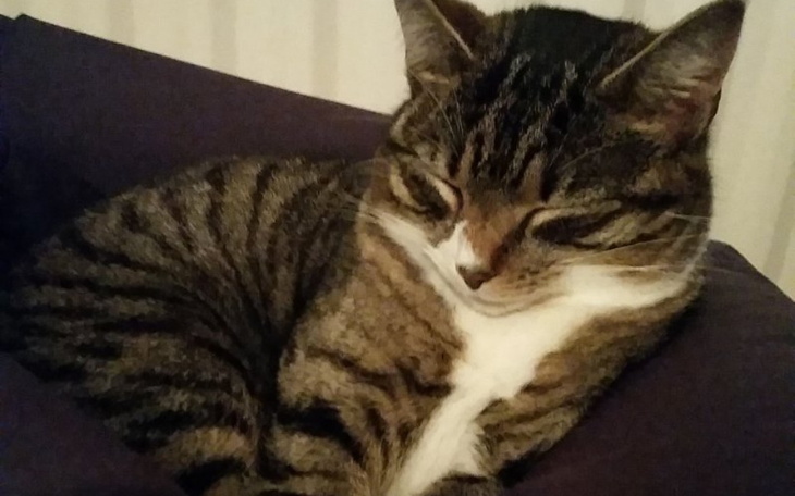 Zbiórka Pomoc dla Pychulka - zdjęcie główne