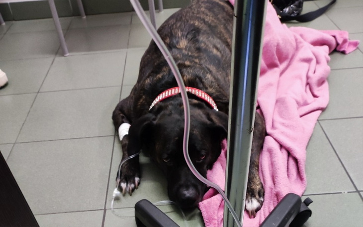 Pies leży na podłodze w klinice weterynaryjnej, otulony kocem.