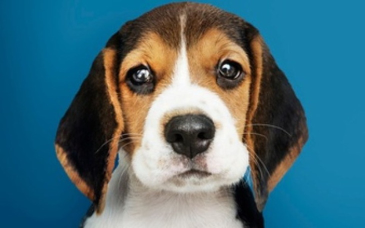 Zbiórka Na lepsze życie dla zwierząt - zdjęcie główne