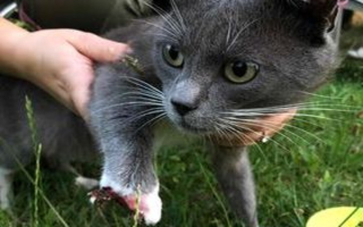 Szary kot trzymany na rękach, z widoczną raną na łapie.