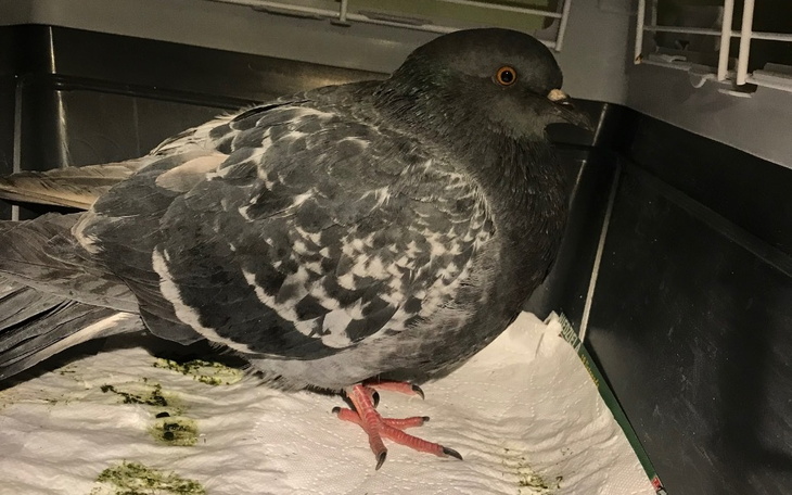 Zbiórka Weterynarz dla Xero - zdjęcie główne