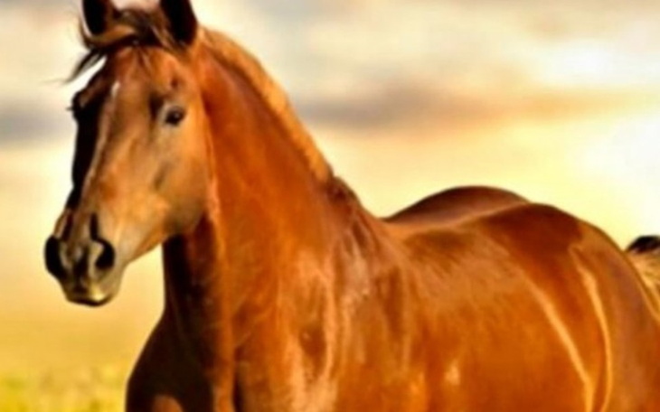 Zbiórka Pomoc zwierzęciu z targów - zdjęcie główne