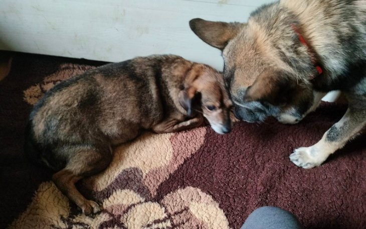 Zbiórka 10 lat za kratami. Chora Gryzia. - zdjęcie główne