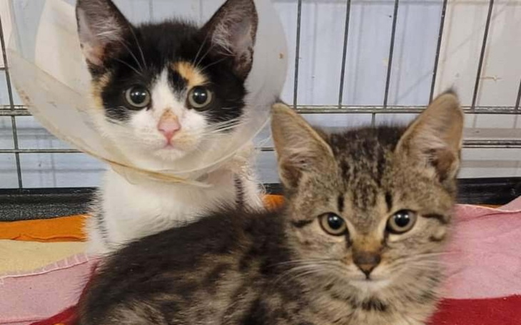 Dwa kociaki w klatce, jedno z obrożą, drugie z prążkami.