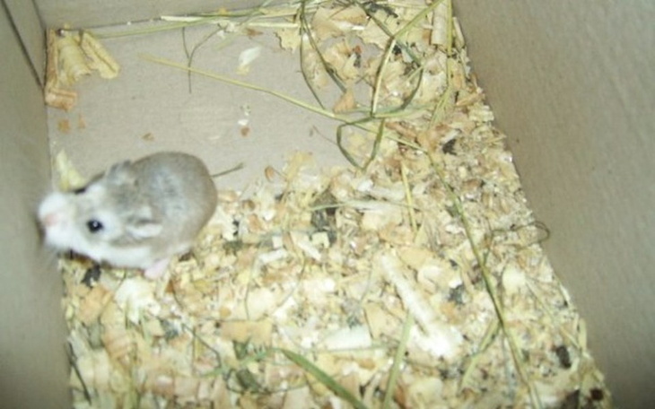 Zbiórka zbieram na klatke dla chomika :( - zdjęcie główne