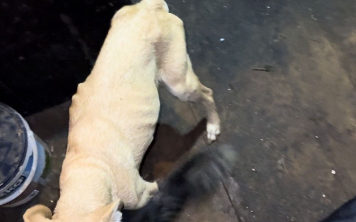 Pies bawiący się w pomieszczeniu, z widoczną ogonem.