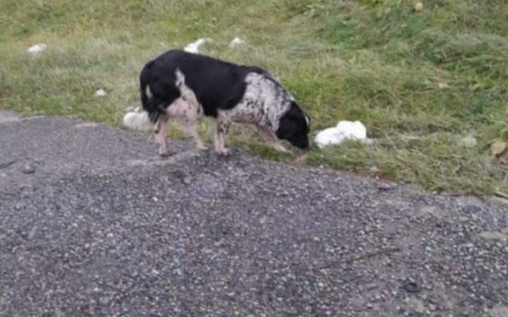 Pies w poszukiwaniu jedzenia na poboczu drogi.