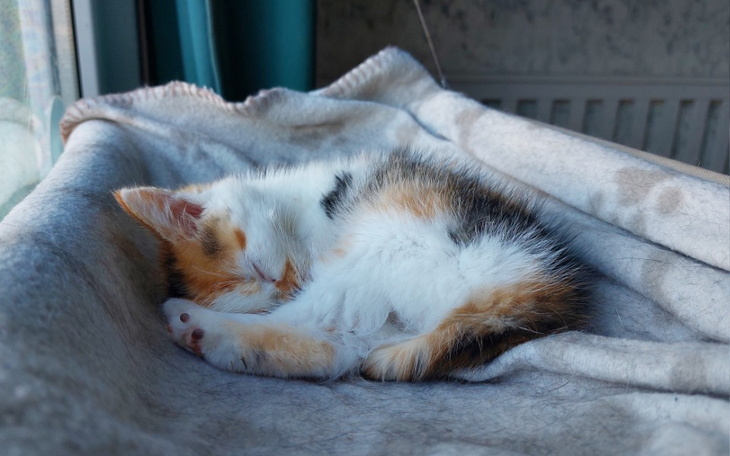 Zbiórka Na kotki z DT - zdjęcie główne