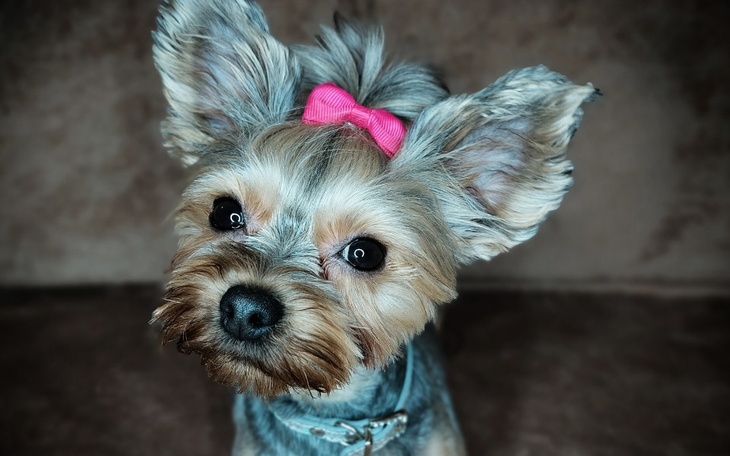 Zbiórka Operacja rzepki dla Kamy - zdjęcie główne