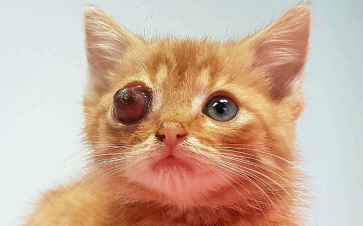 Zbiórka Pirat Karmelek - zdjęcie główne